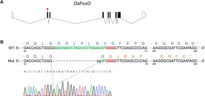 DsFoxO knockout affects development and fecundity of Drosophila suzukii